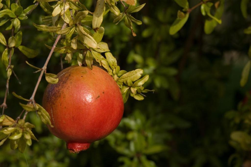 Bio Agriturismo Il Melograno Di Banditella Ristorante อัลเบเรเซ ภายนอก รูปภาพ