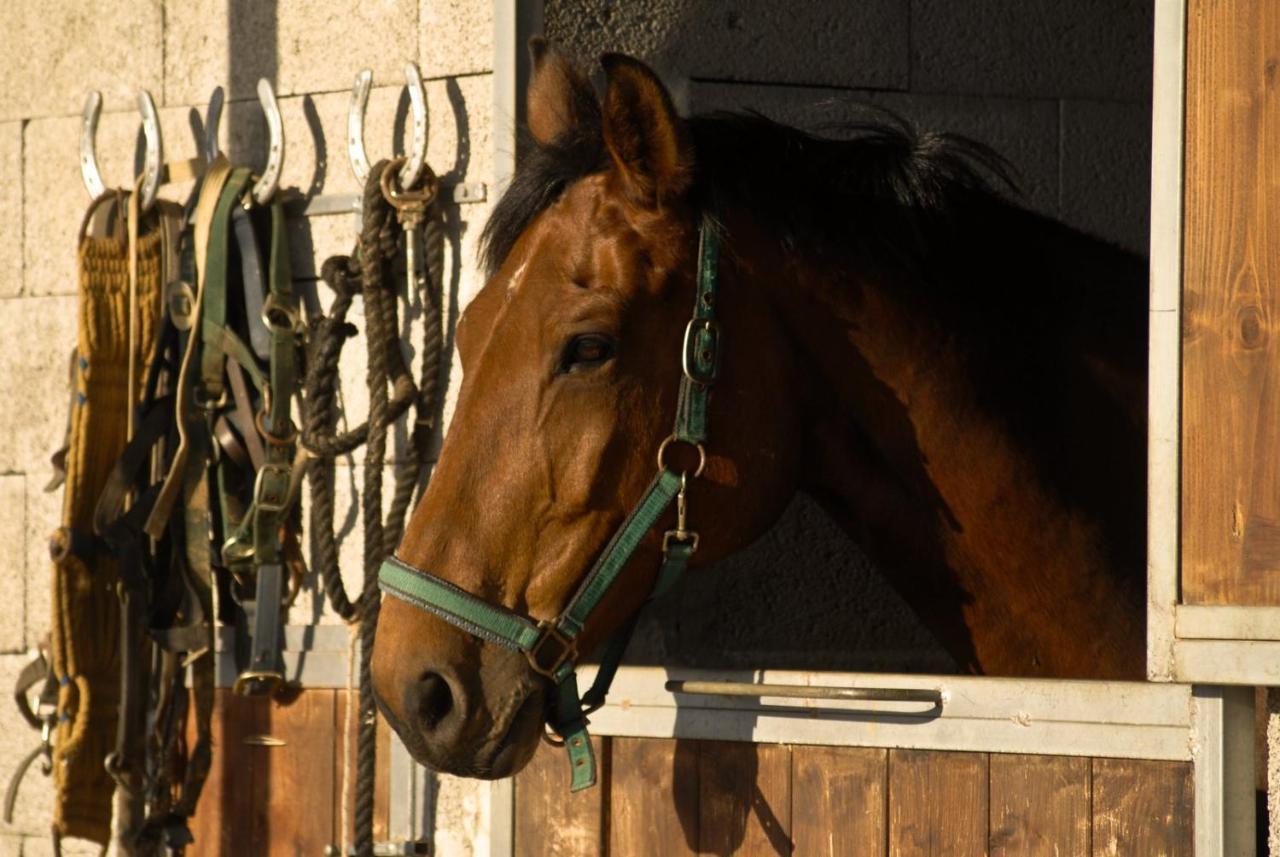 Agriturismo Il Melograno Di Banditella อัลเบเรเซ ภายนอก รูปภาพ